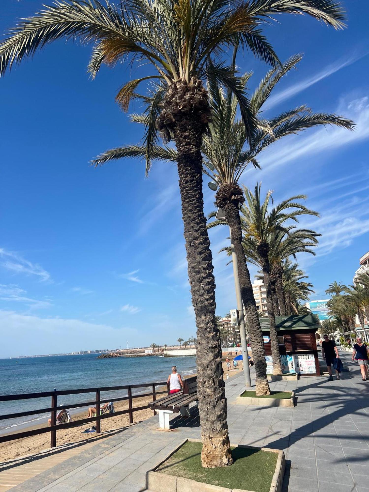 Appartement Torrevieja Alicante Dış mekan fotoğraf